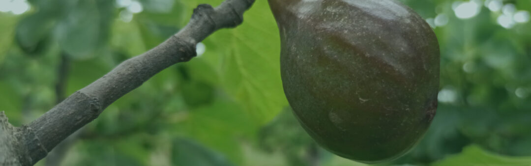 24 Juin 2022 – Figues de la variété “Lampa Preta” à Torres Novas, Portugal